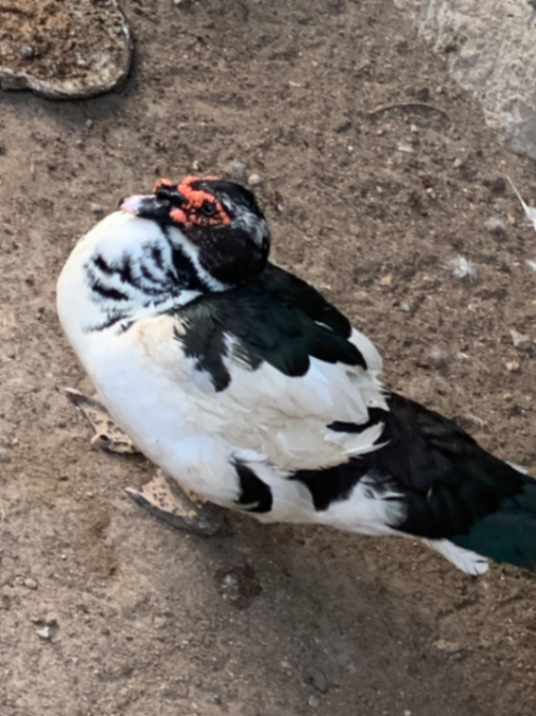 Canard mâle 