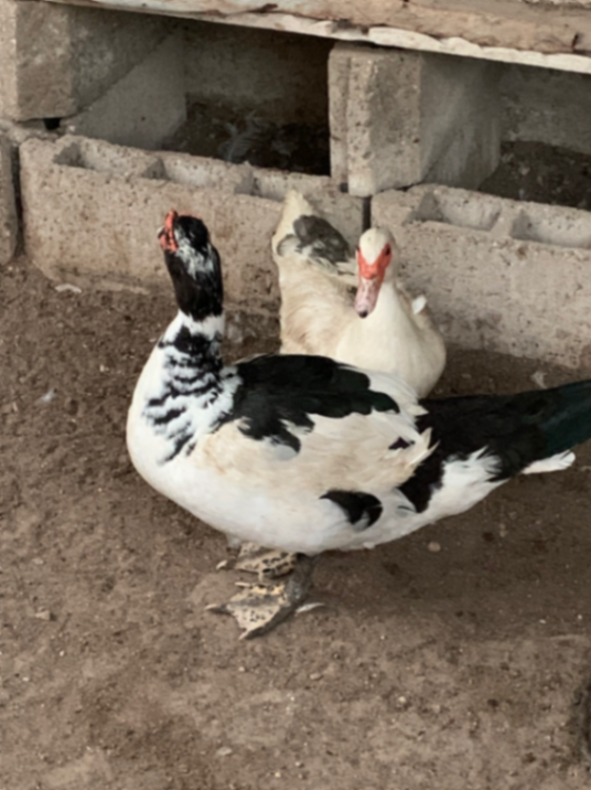 Paire de canard 