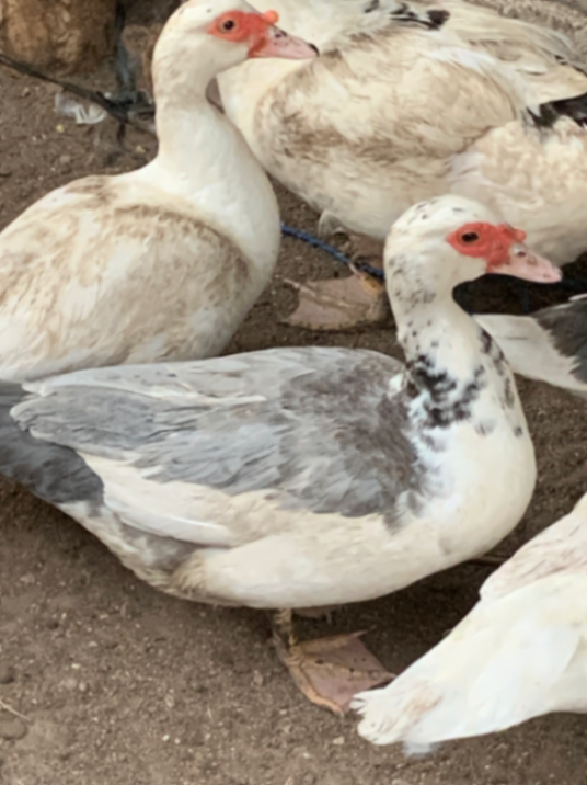 Cane gris et blanche 